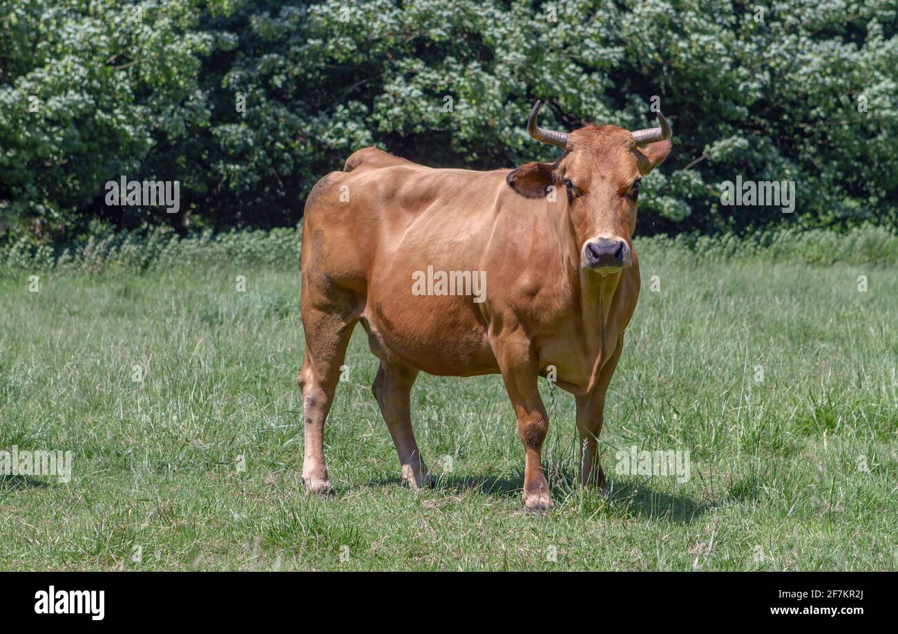 Braune Rinderkuh auf der Wiese von Spanien Stockfoto