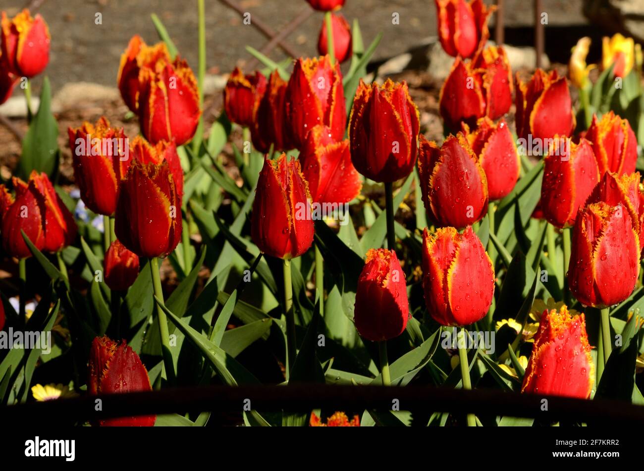 Feuriges Feld mit interessanten roten und gelb hervorgehobenen Tulpenblüten, mit umsäumten Blütenblattkanten, die die Schönheit der Flora in der Menge hervorstechen lassen., Stockfoto