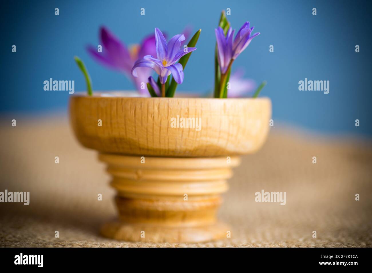 Frühe Frühling lila Blüten Krokusse auf blauem Hintergrund Stockfoto