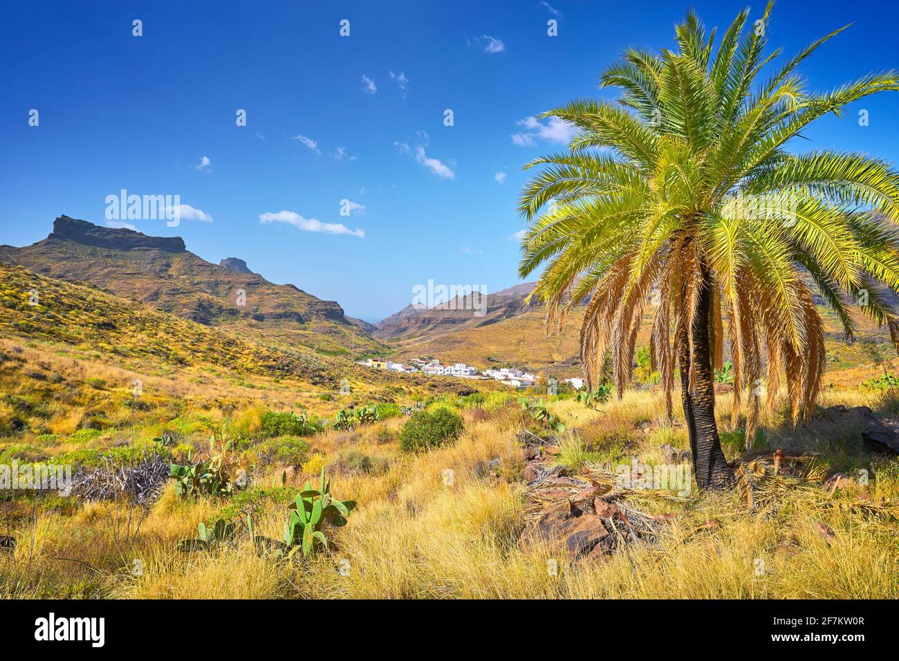 Kanarische Landschaft, Gran Canaria, Kanarische Inseln, Spanien Stockfoto