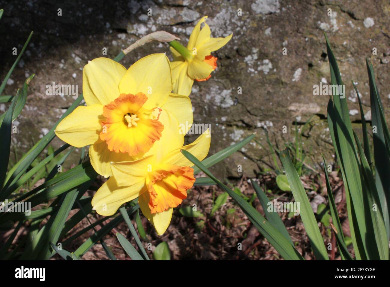 Wachsende wildblumen in einem garten Fotos und Bildmaterial in hoher