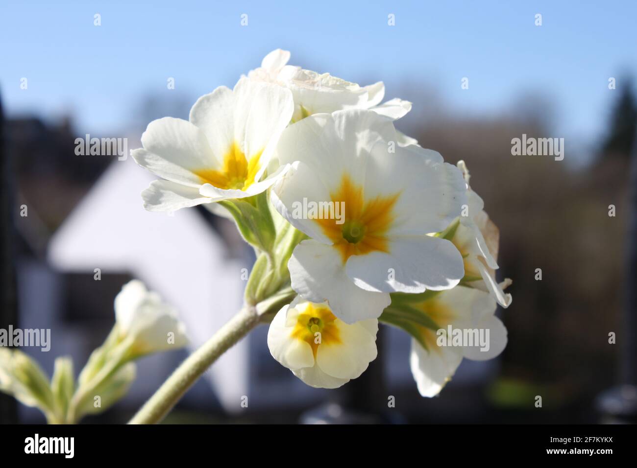 Schöne weiße und gelbe Primeln fotografiert, die nach dem Himmel greifen. Frühlingsgrundeln (primulaceae) Vernetzung und bessere Lebensräume, Großbritannien. Stockfoto