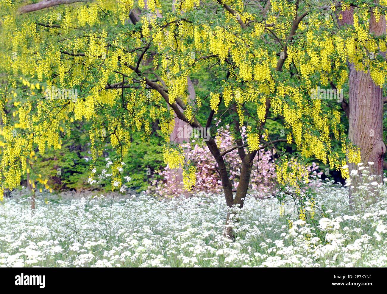 Ein Laburnum-Baum steht unter der Spitze der Königin Anne (Kuh Petersilie) Im Monat Mai in Südengland Stockfoto