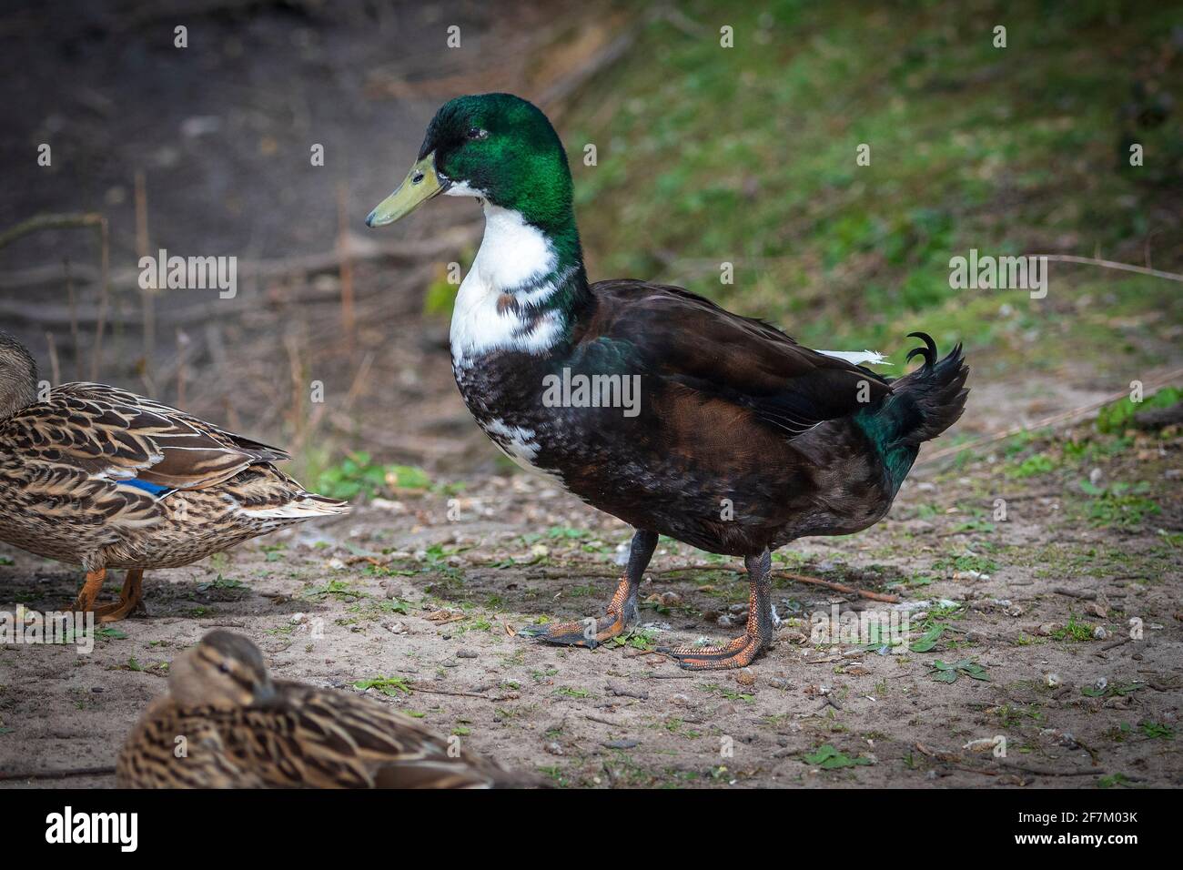 Blaue schwedische Hausente. Stockfoto