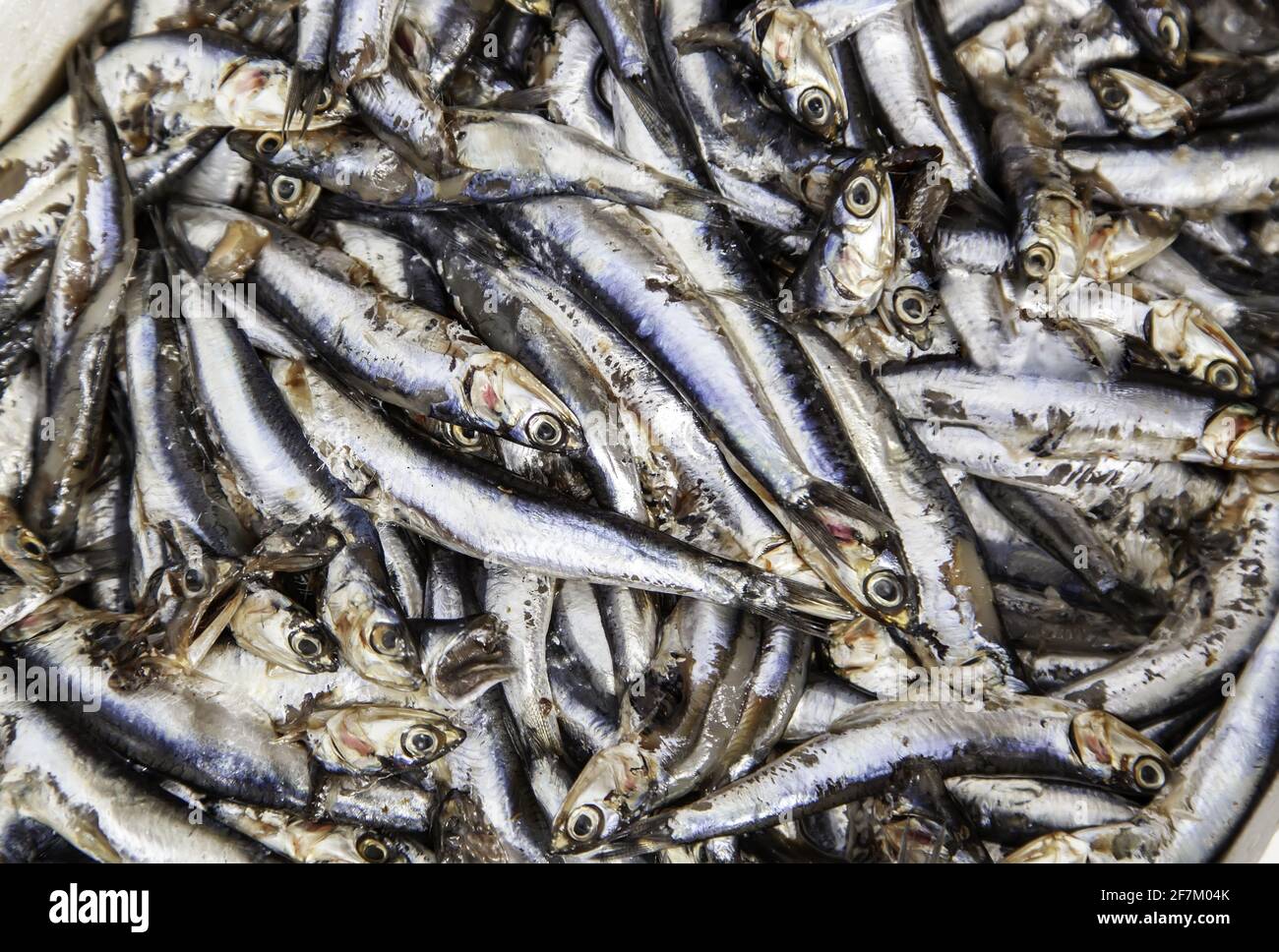 Detail von blauen Fischen in schlechtem Zustand Stockfoto