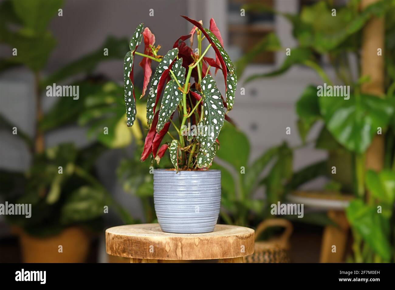 Schne tropische 'Begonia maculata' Zimmerpflanze mit weien Punkten in  grau Keramik Blumentopf auf Holzpflanzenstnder Stockfotografie - Alamy