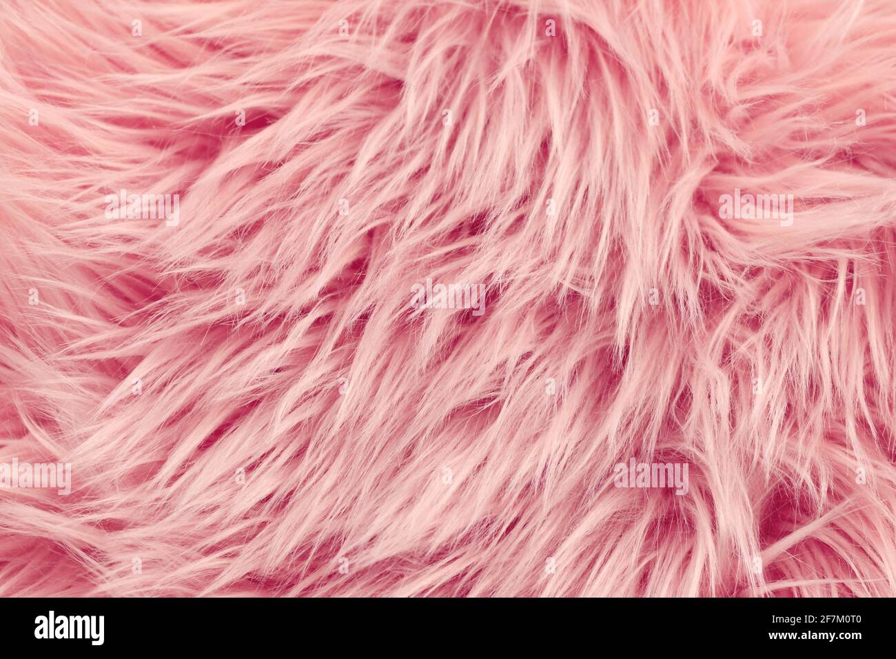 Nahaufnahme von flauschigen langen rosa Kunstpelz Stockfoto