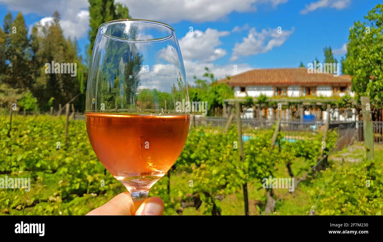 Gekühlter Rosenwein an einem sonnigen Tag im Weinberg Stockfoto