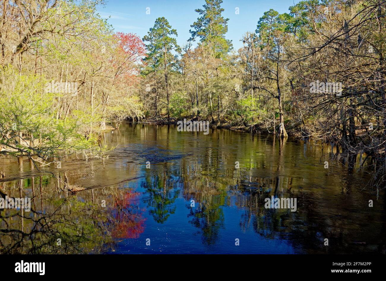 Santa Fe River Szene, Wasser, Bäume, Natur, Reflexionen, New Leaf Growth, O'Leno State Park, Florida, High Springs, FL, Feder Stockfoto