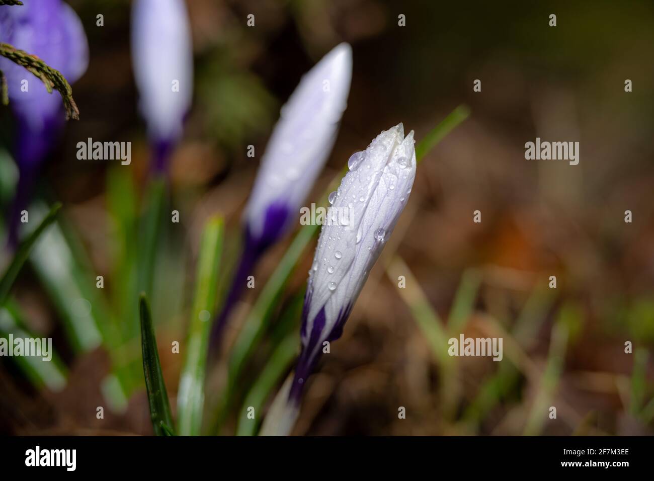 Ein Nahaufnahme Bild von lila Blüten mit Wassertropfen kurz vor der Blüte. Grün und braun verschwommener Hintergrund. Bild aus Eslov, Schweden Stockfoto