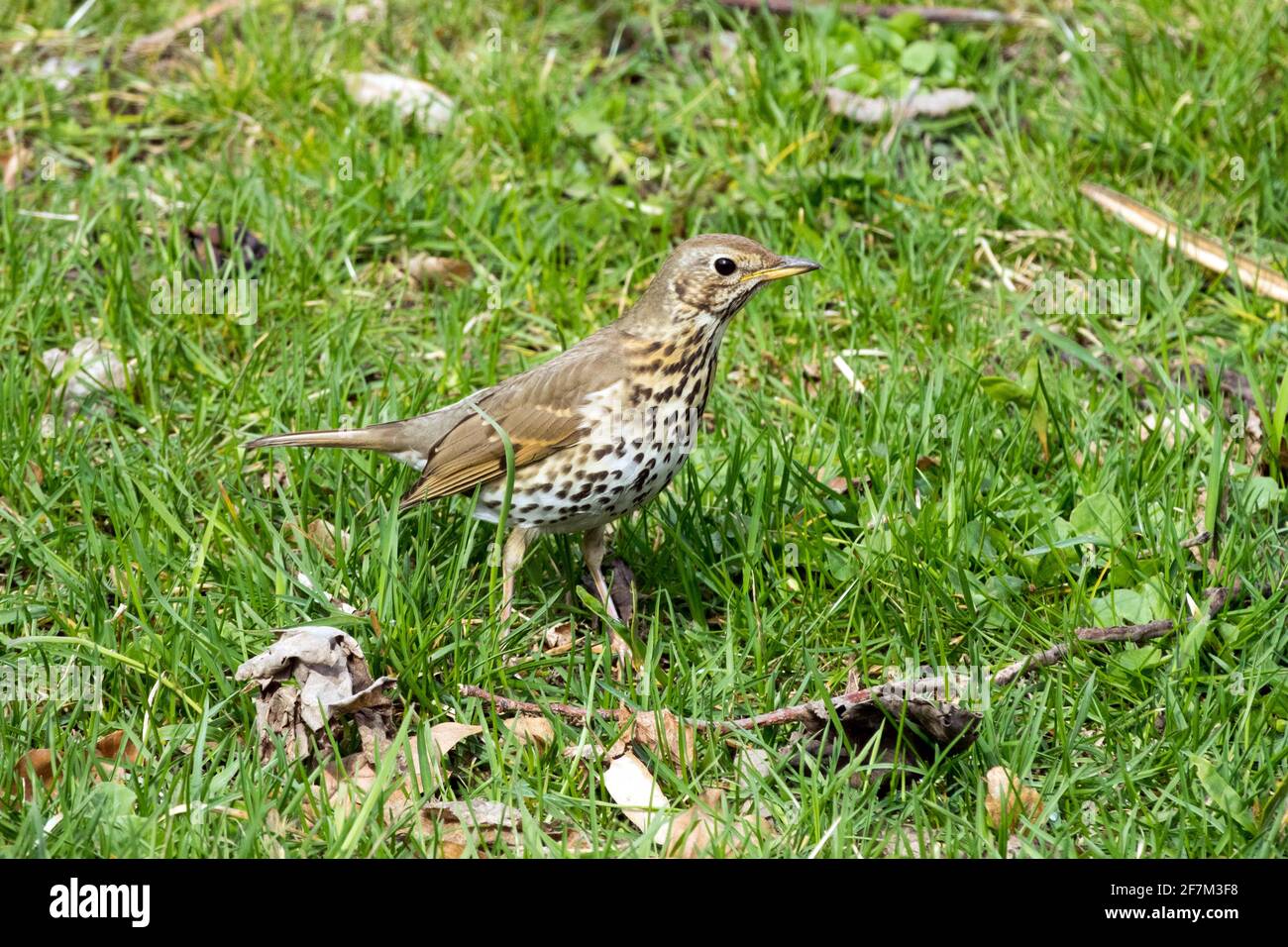 Singdrossel Turdus philomelos auf Frühlingsrasen Stockfoto