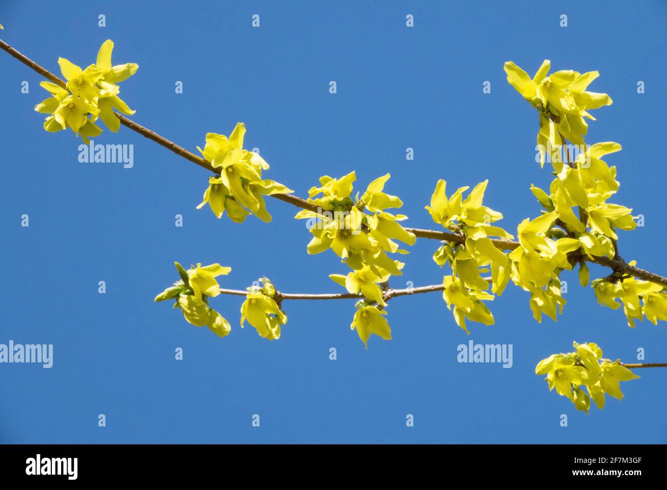 Forsythia x intermedia blüht gegen blauen Himmel Stockfoto