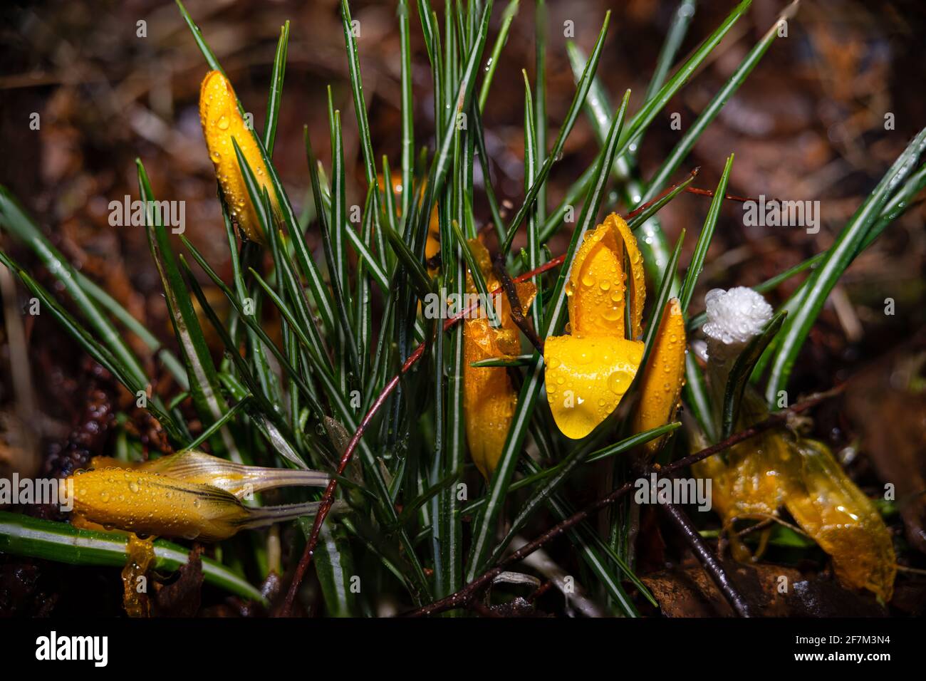 Ein Nahaufnahme Bild von gelben Blumen mit Wassertropfen kurz vor der Blüte. Bild aus Eslov, Schweden Stockfoto