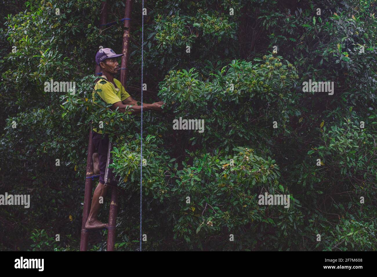 Am 20. Juli 2019 erntet ein Mann im Dorf Sudaji im Norden Balis Nelken. UN homme récole des clous de girofle dans le Village de Sudaji Stockfoto