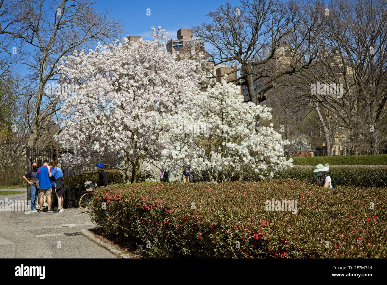 New York, NY, USA - 8. April 2021: Weißer Forsythia-Baum blüht am nördlichen Ende des Central Park Stockfoto