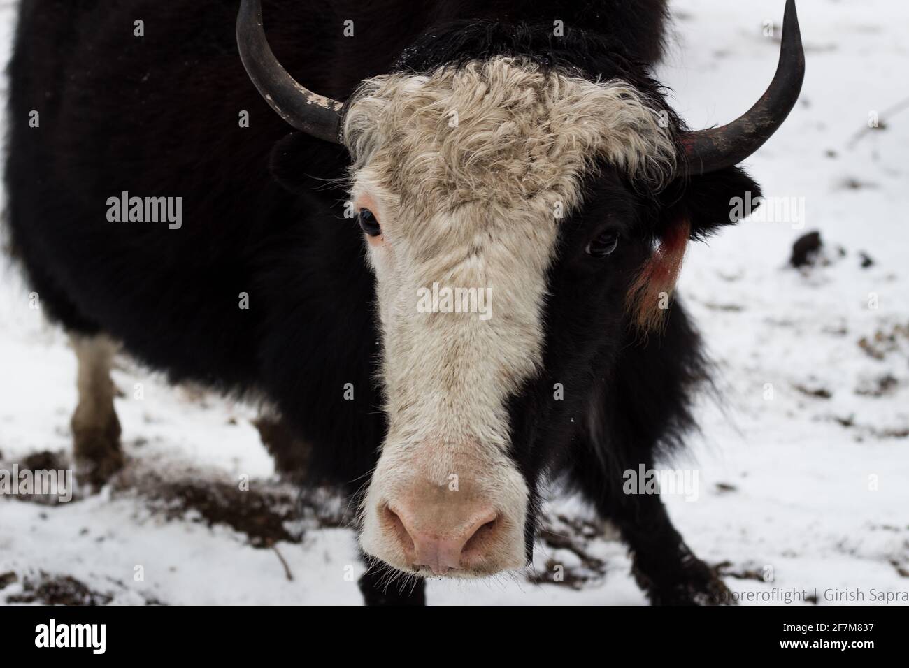 Yaks im Schnee Stockfoto