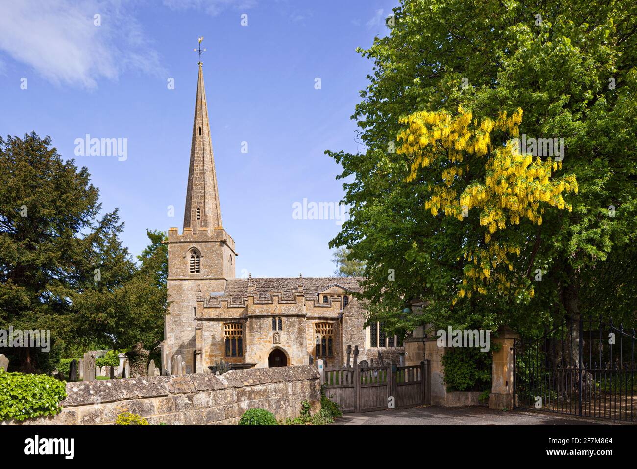 Ein Laburnum-Baum in voller Blüte am Eingangstor zur Kirche St. Michael und All Angels im Dorf Stanton, Gloucestershire, Großbritannien Stockfoto