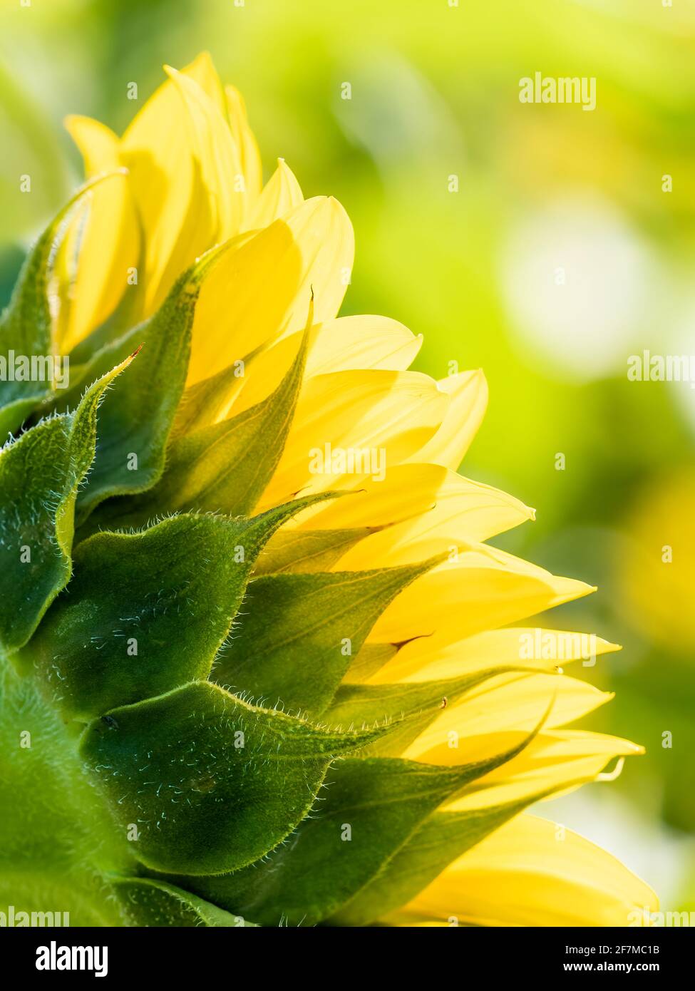 Hinterleuchtete Sonnenblume Aganist ein weicher grüner Hintergrund Stockfoto