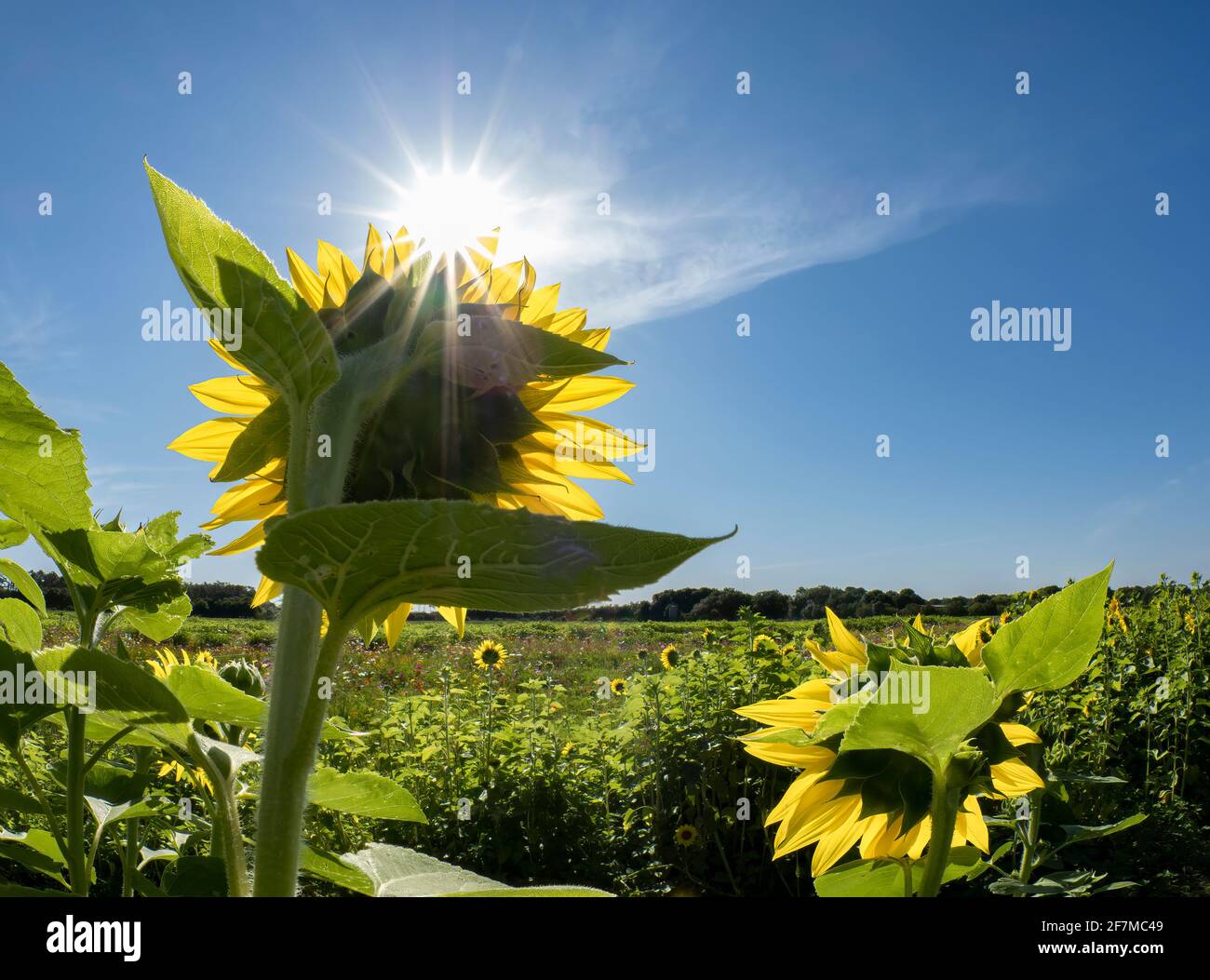 Hinterleuchtete Sonnenblume Aganist ein blauer Himmel und Sonnenstrahlen Stockfoto