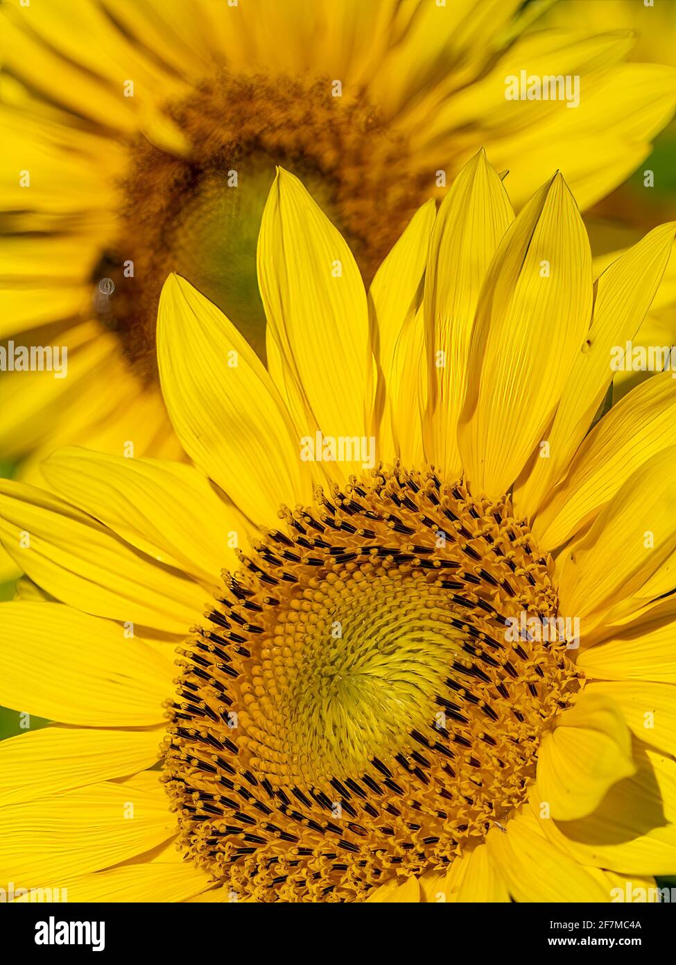 Nahaufnahme des Füllrahmens für Sonnenblumen Stockfoto