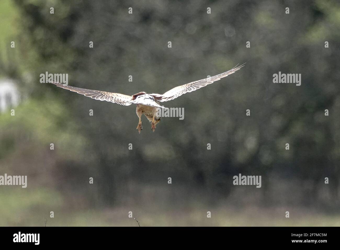 Butser Hill, Petersfield. April 2021. Heute sind es sonnige Intervalle im Süden Englands. Ein kestral (Falco Tinnunculus) schwebt über dem Gipfel des Butser Hill in Petersfield in Hampshire. Kredit: james jagger/Alamy Live Nachrichten Stockfoto