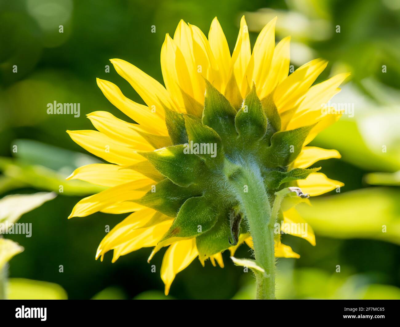 Rückseite einer Sonnenblume, die durch die Hintergrundbeleuchtung leuchtet So Stockfoto