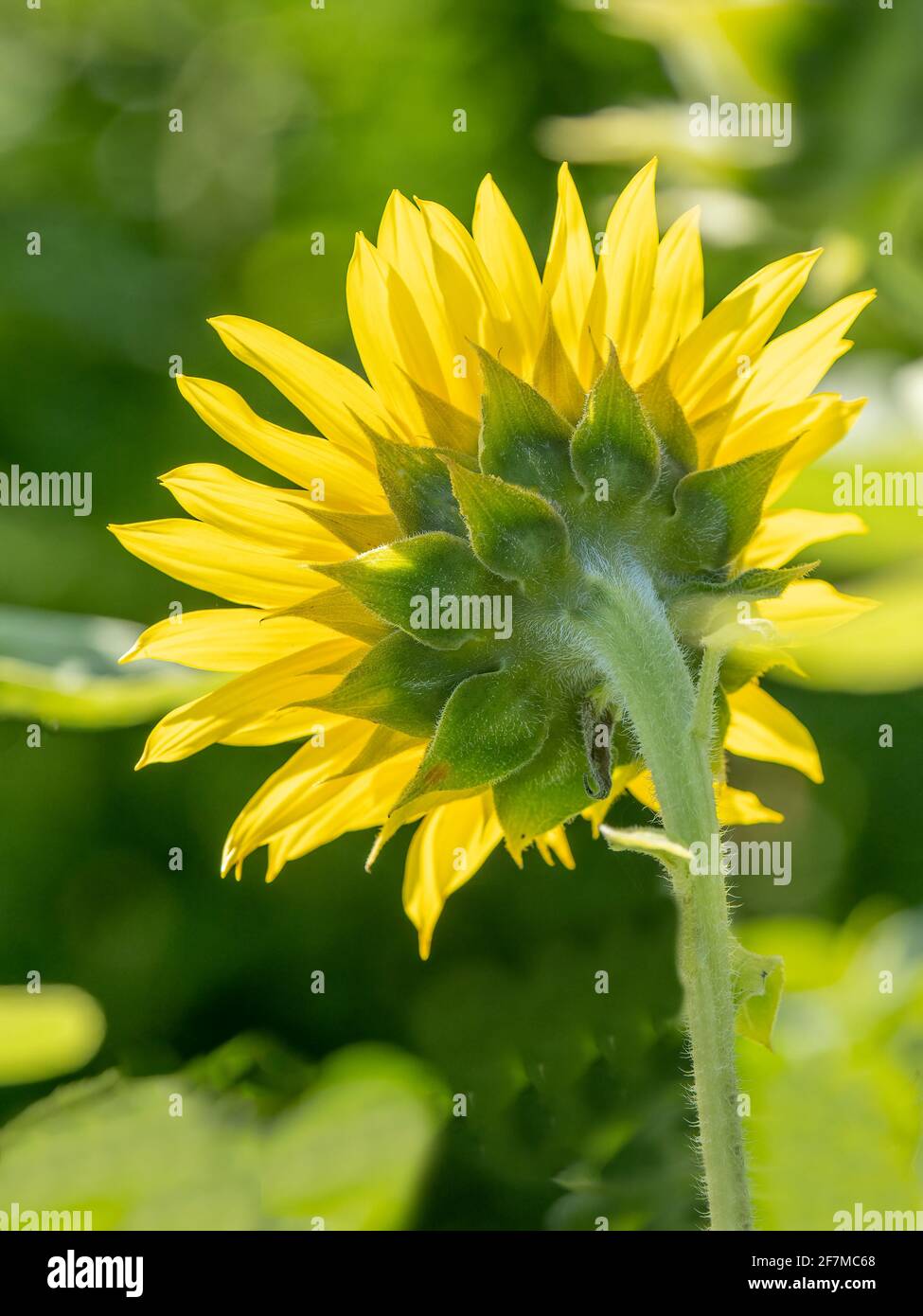 Rückseite einer Sonnenblume, die durch die Hintergrundbeleuchtung leuchtet So Stockfoto