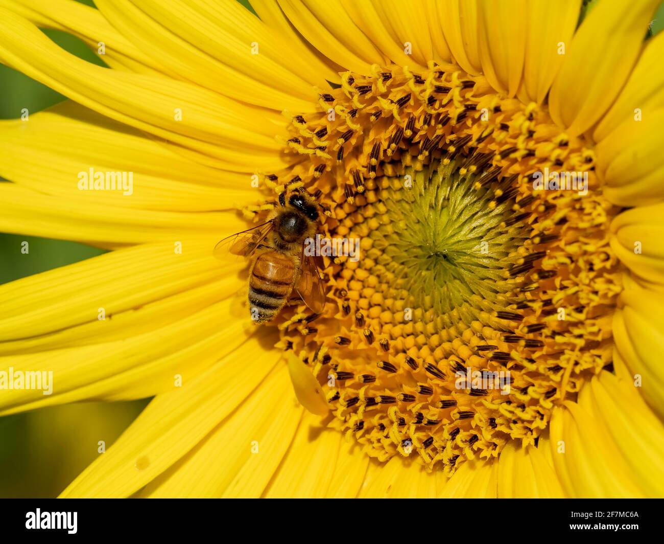 Nahaufnahme einer westlichen Honigbiene auf einer Sonnenblume Stockfoto