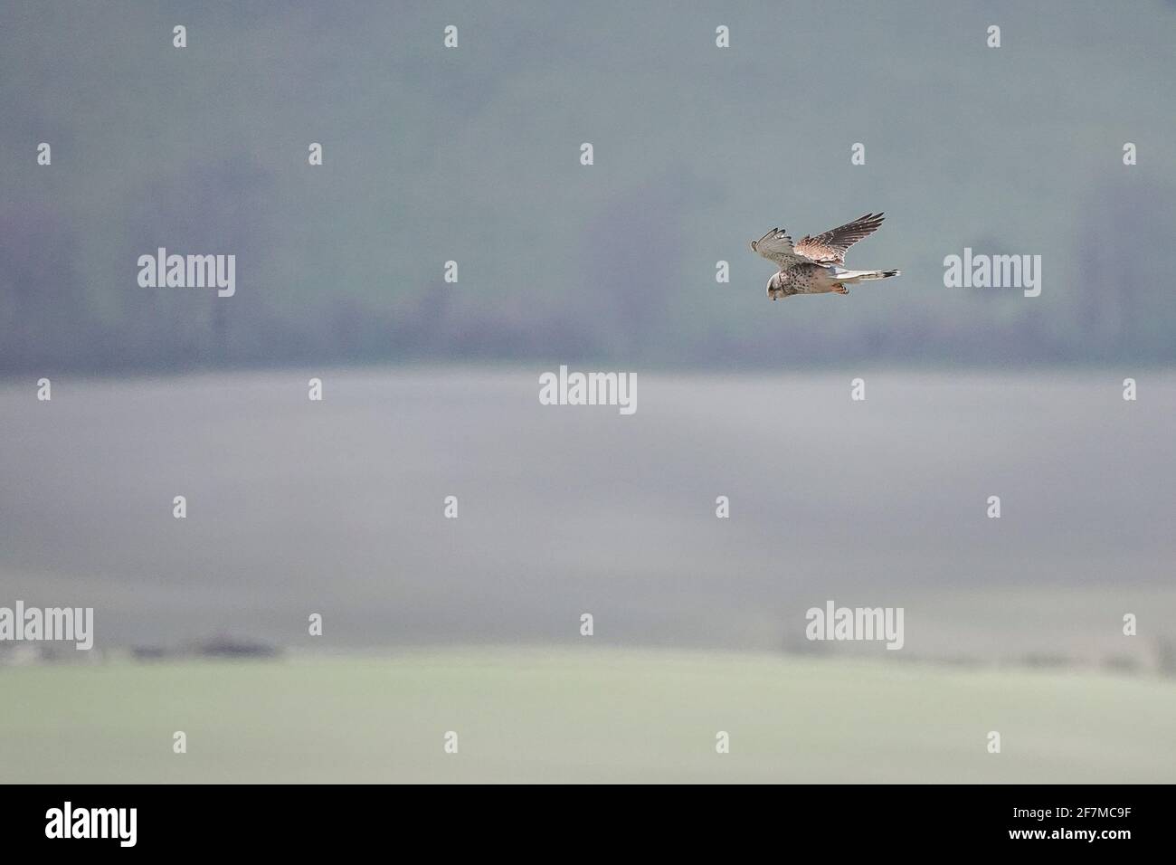 Butser Hill, Petersfield. April 2021. Heute sind es sonnige Intervalle im Süden Englands. Ein kestral (Falco Tinnunculus) schwebt über dem Gipfel des Butser Hill in Petersfield in Hampshire. Kredit: james jagger/Alamy Live Nachrichten Stockfoto