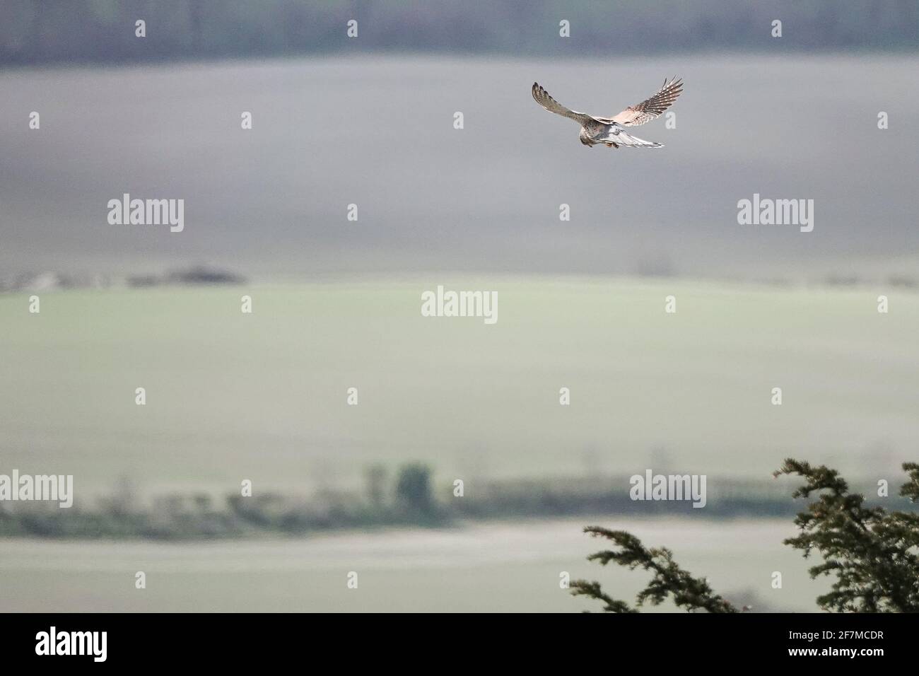 Butser Hill, Petersfield. April 2021. Heute sind es sonnige Intervalle im Süden Englands. Ein kestral (Falco Tinnunculus) schwebt über dem Gipfel des Butser Hill in Petersfield in Hampshire. Kredit: james jagger/Alamy Live Nachrichten Stockfoto