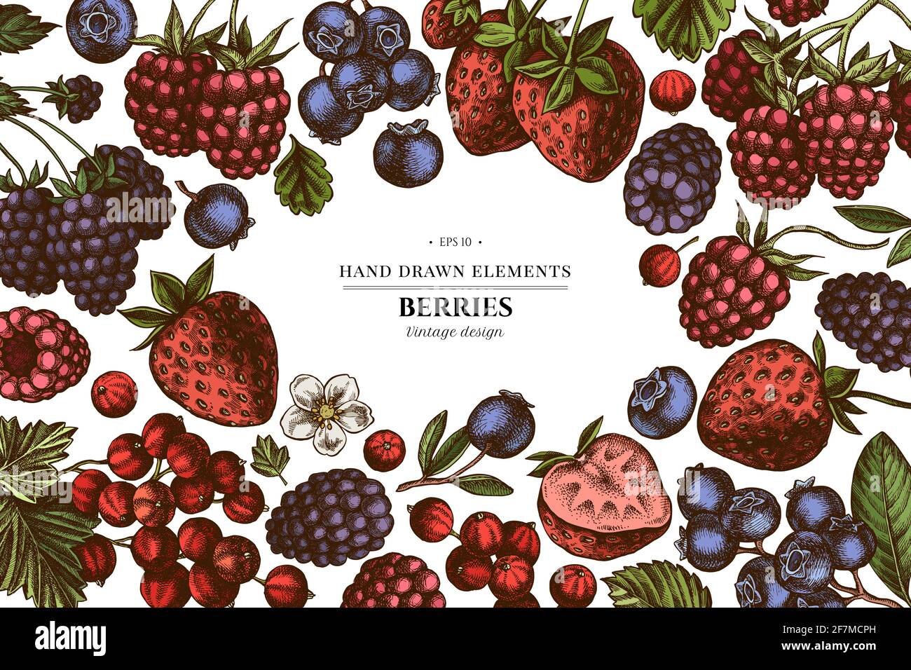 Farbige Elemente Design mit Erdbeere, Heidelbeere, rote Johannisbeere, Himbeere, Brombeere Stock Vektor