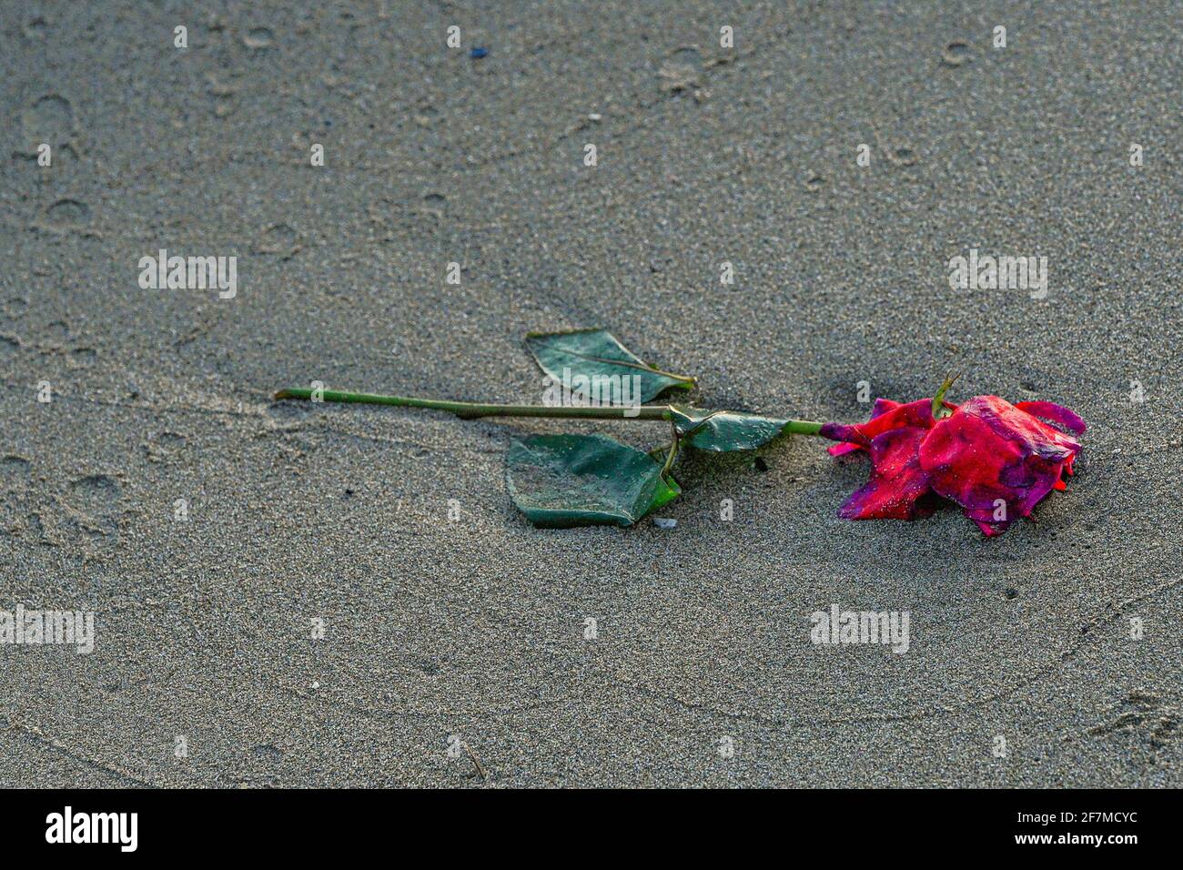 Verworfene rote Rose am Strand; Stockfoto