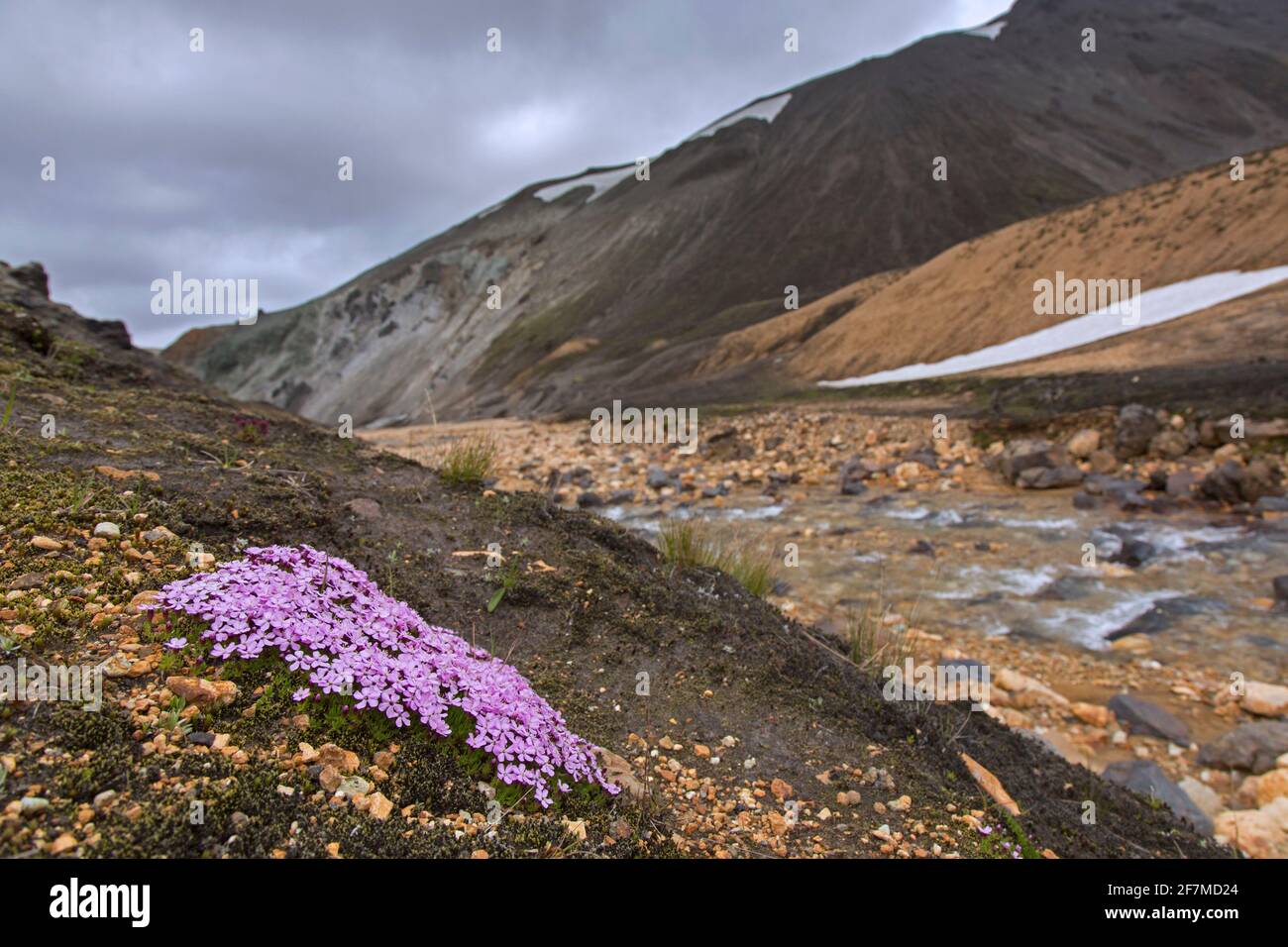 Moos campion / Kissen rosa (Silene acaulis) In Blüte auf der Tundra bei Landmannalaugar in Island Stockfoto