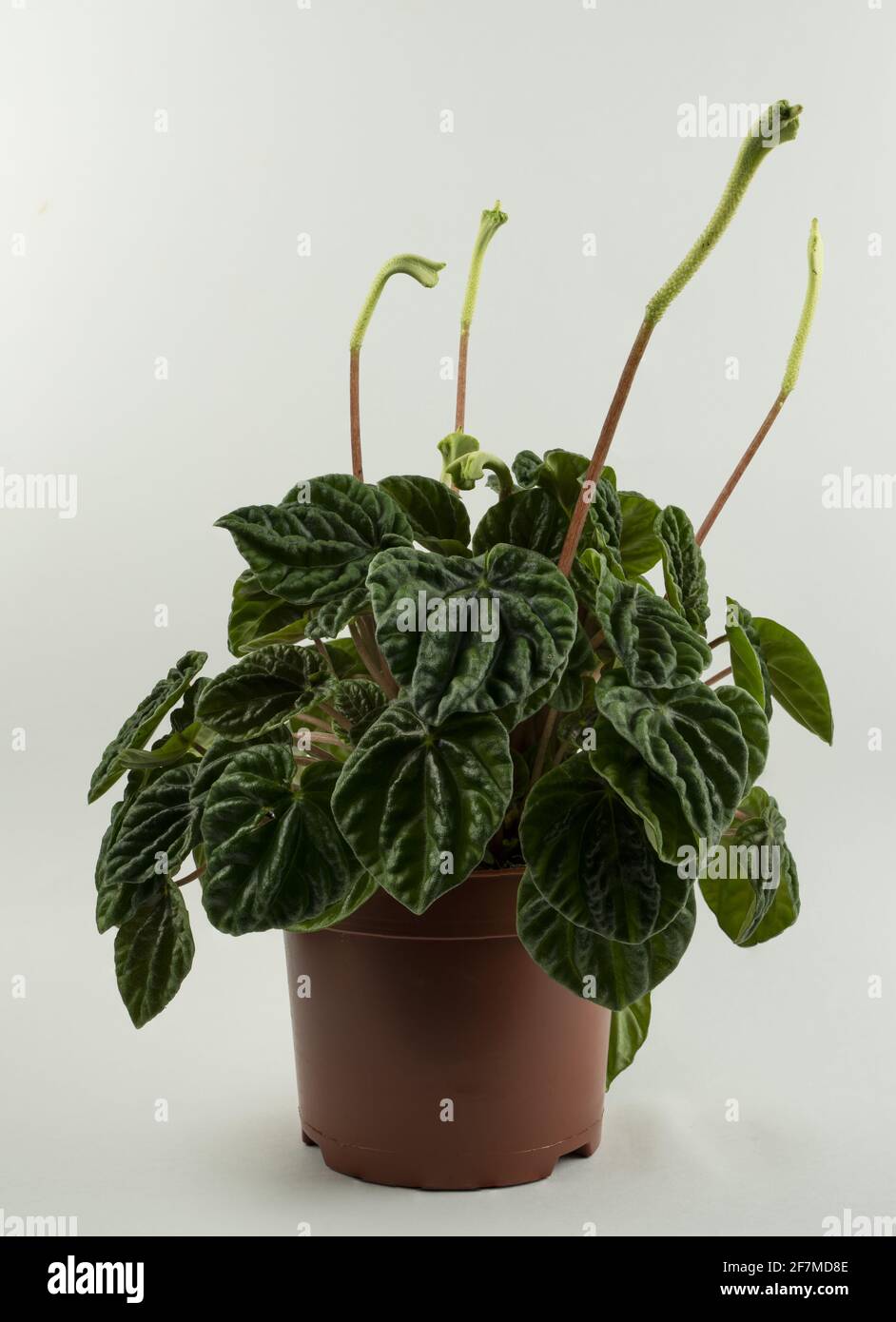 Caperata variegata Fotos und Bildmaterial in hoher Auflösung Alamy