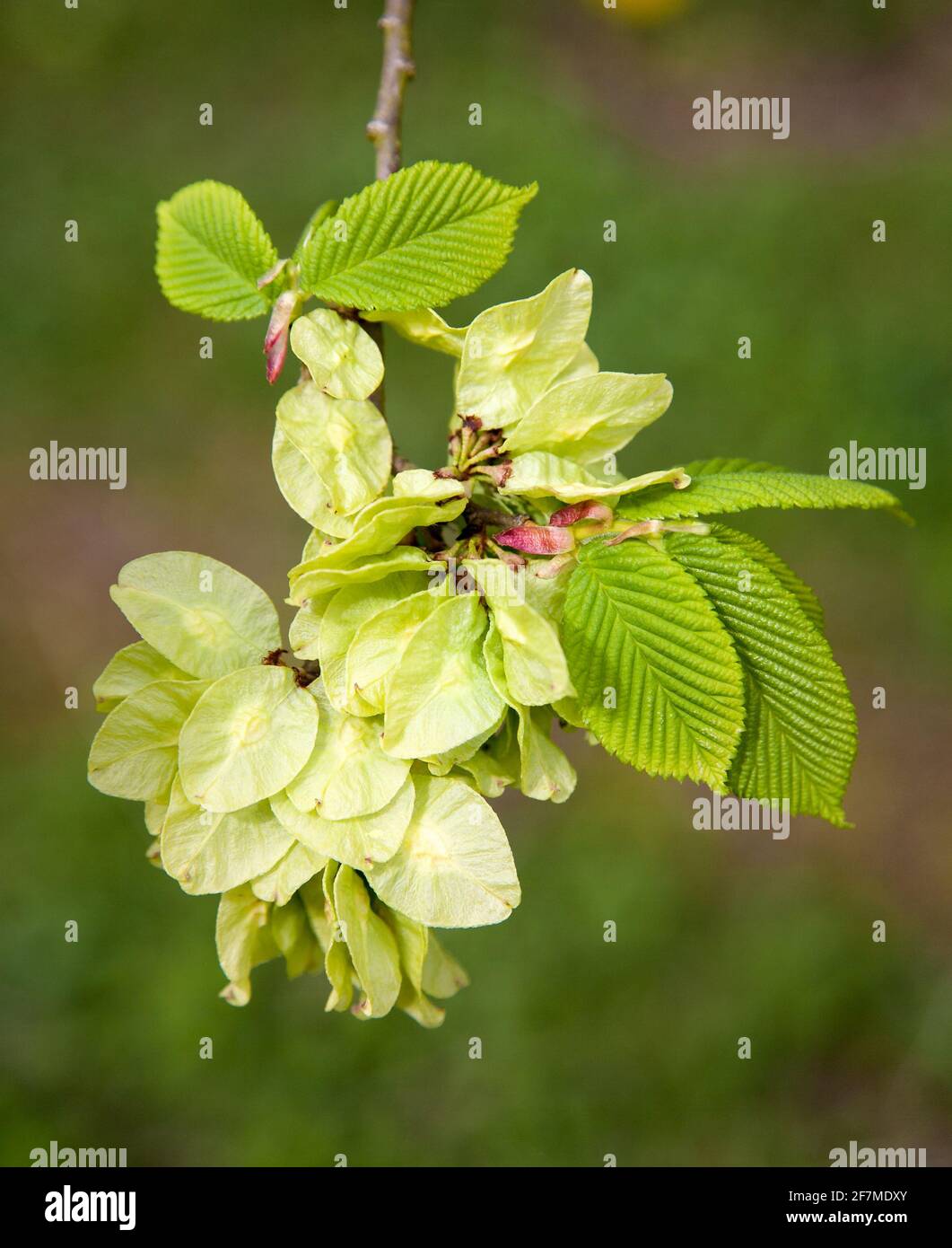 Wych Elm Ulmus glabra zeigt neue Blätter Samen und rot Knospen im April - Derbyshire UK Stockfoto