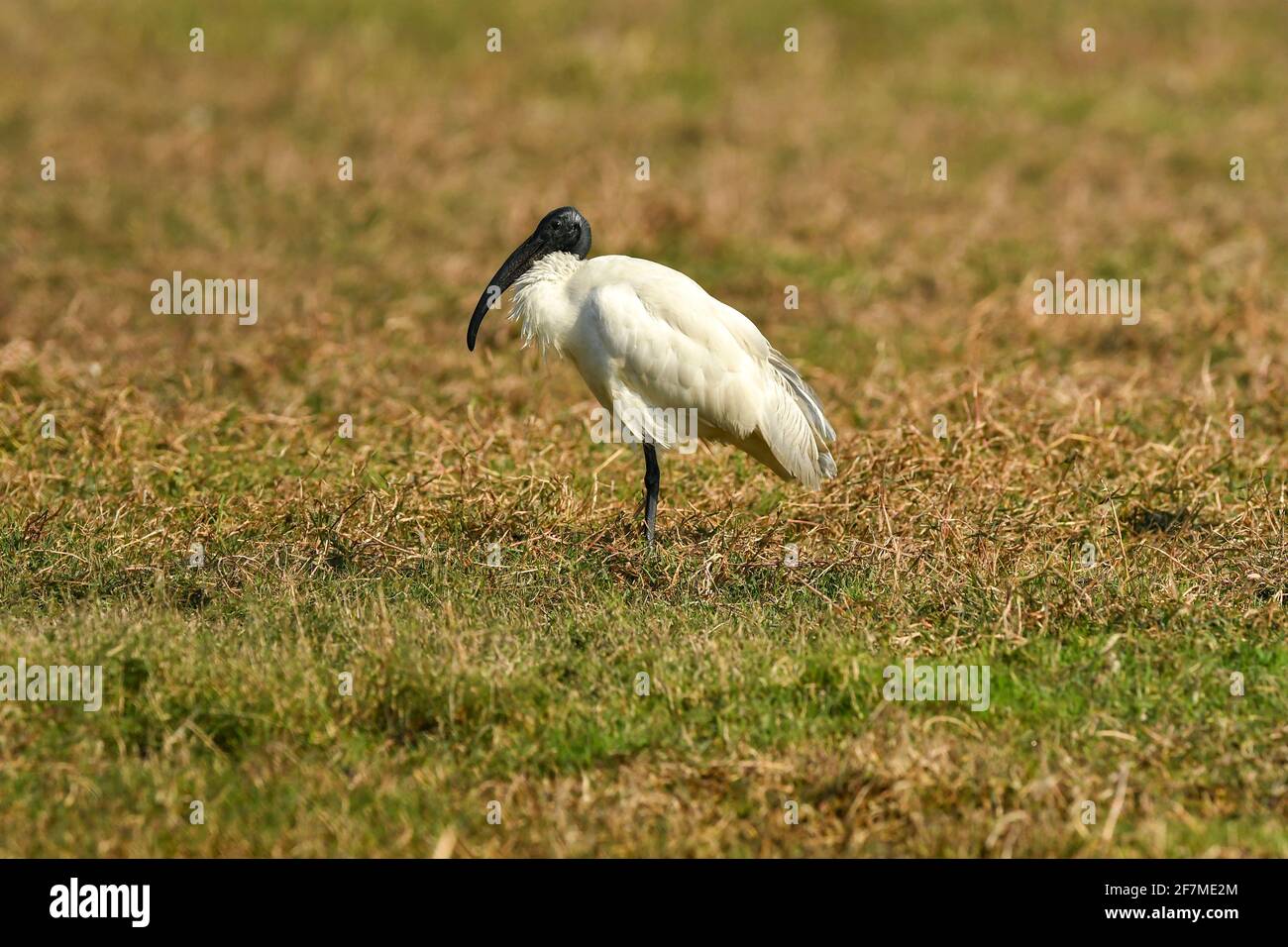 Schwarzer Ibis-Kopf oder schwarzer Ibis-Hals Nahaufnahme in Natur Grüner Hintergrund des keoladeo ghana National Park oder bharatpur Vogel Sanctuary rajasthan indien Stockfoto