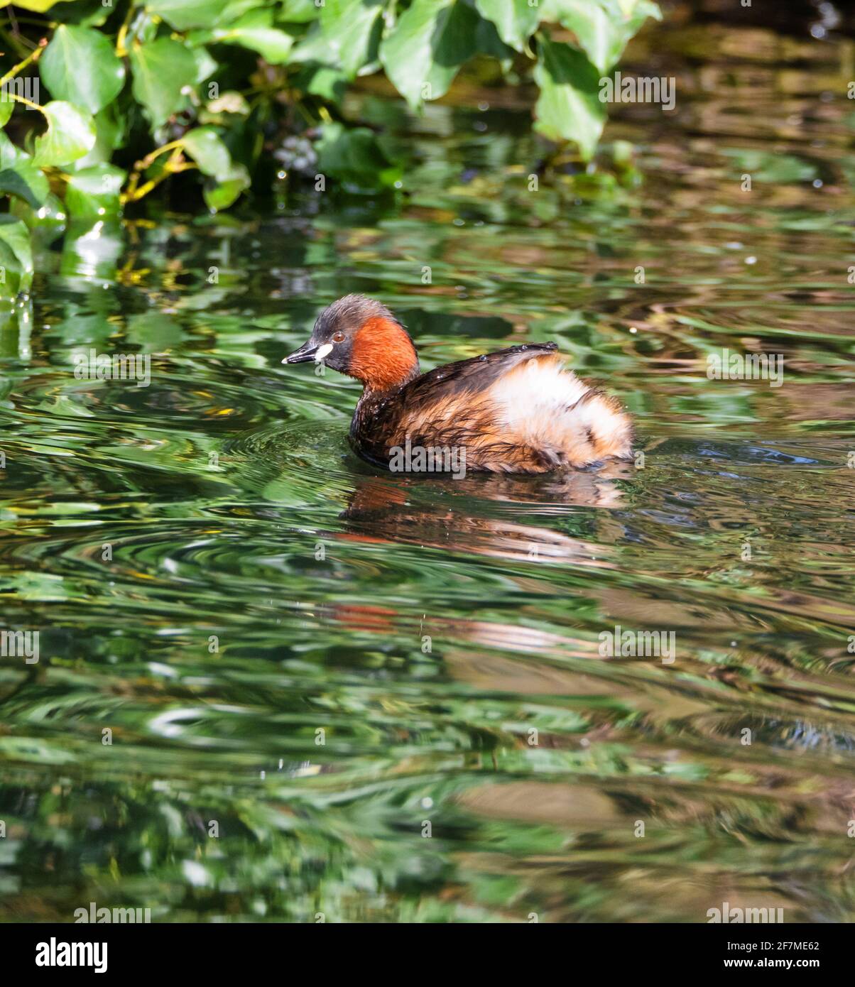 Kleiner Zwergtaucher oder Dabchick Tachybaptus ruficollis auf einem Stadtpark see in Bristol, Großbritannien Stockfoto