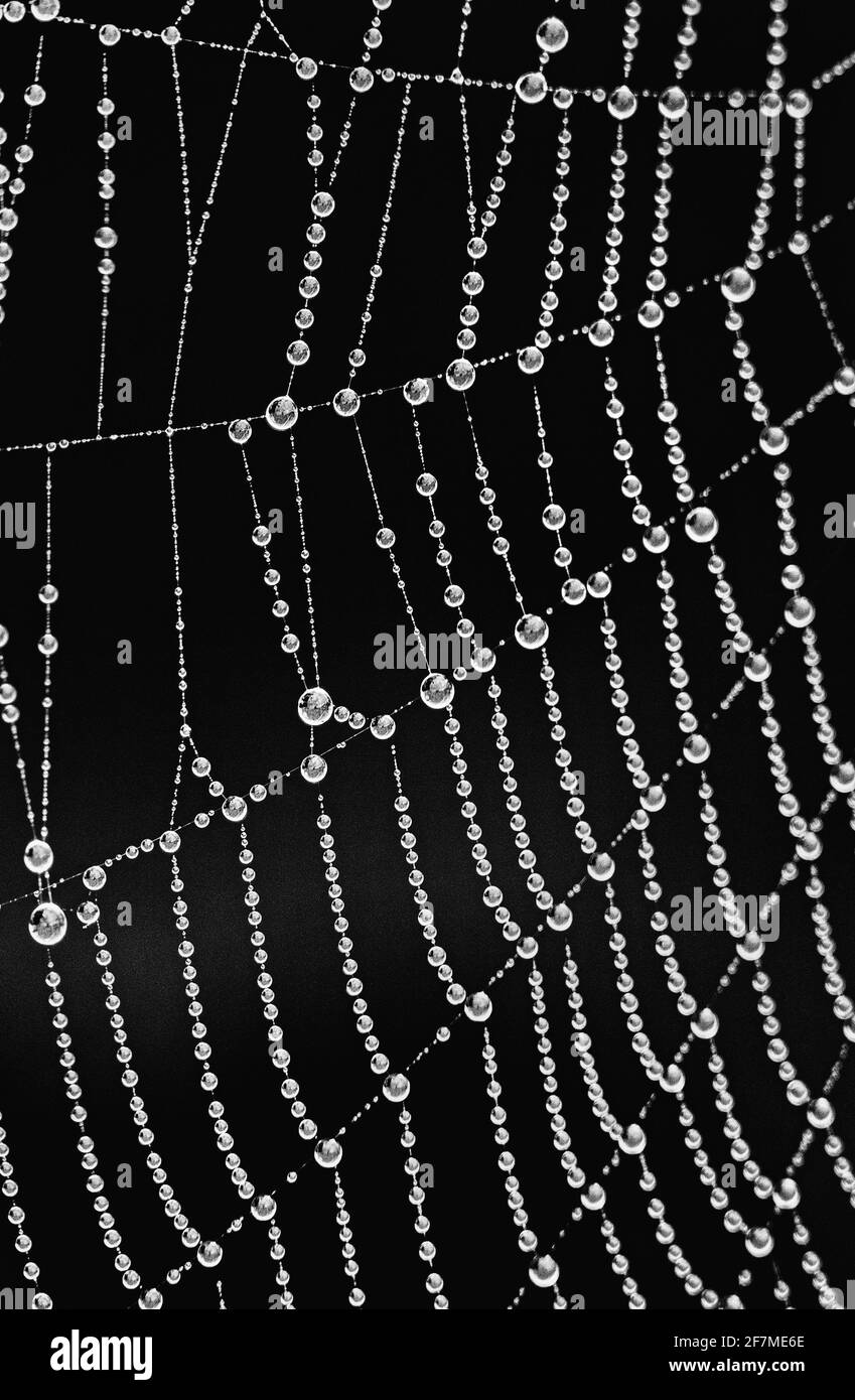 Morgentau auf einem Spinnennetz - Dorset UK Stockfoto