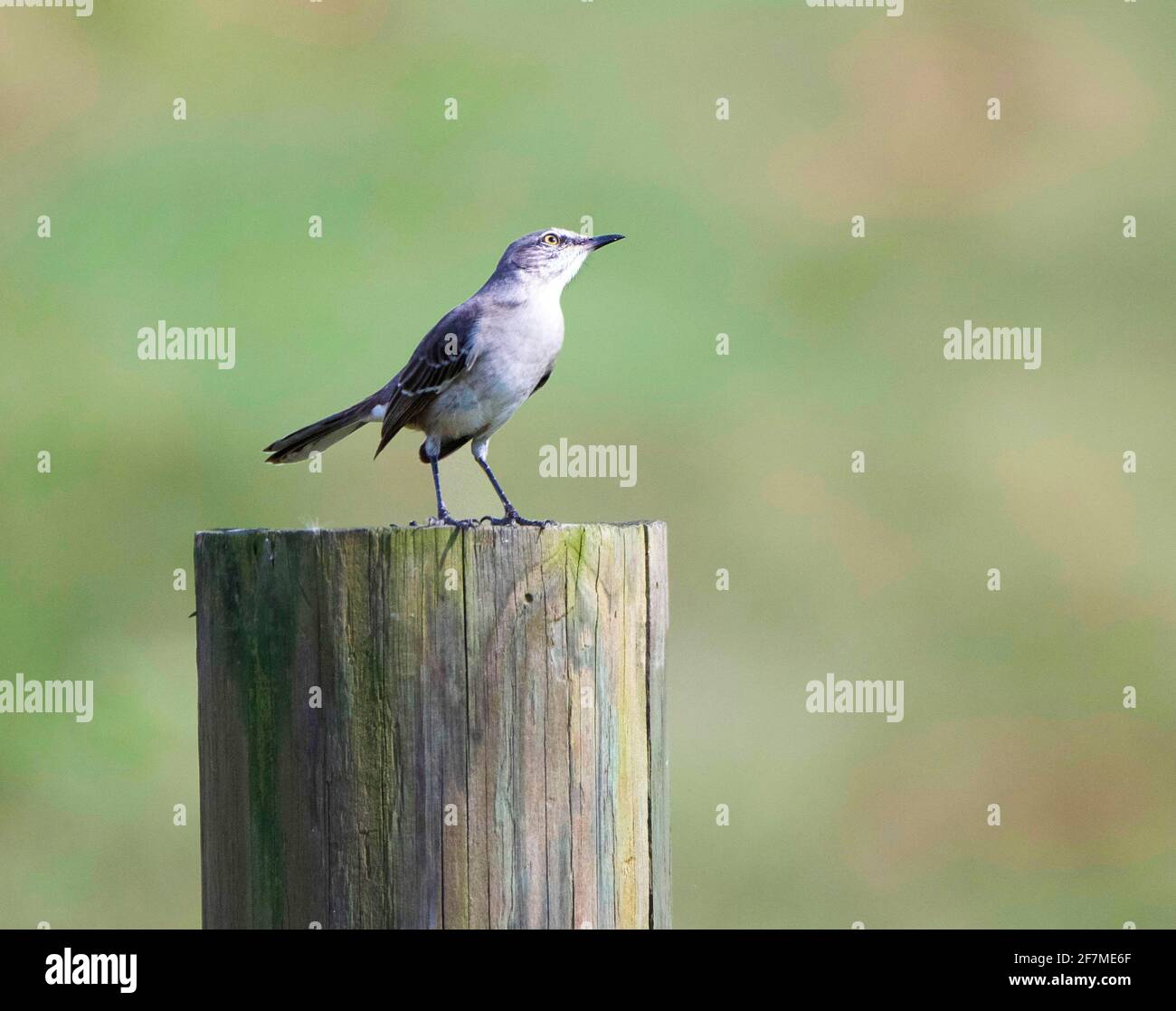 Northern mockingbird Mimus polyglottos Herabfallen aus dem Zander auf einen Post in der Nähe von Savannah Georgia USA Stockfoto