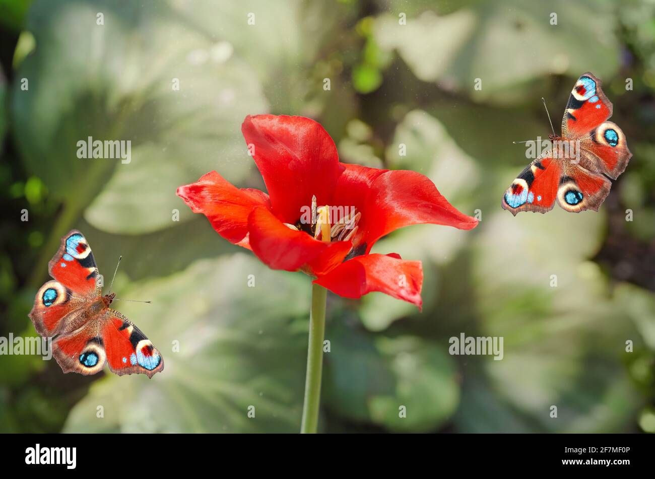 Rote Tulpe auf einem Hintergrund von unfokussierten grünen Blättern und einem Schmetterling mit einem Pfauauauauge. Selektiver Fokus, Federkonzept Stockfoto
