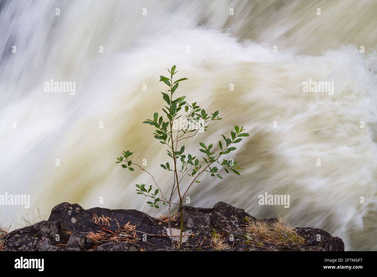 Einsamer Baum über einem schnellen Wasserfall. Stockfoto