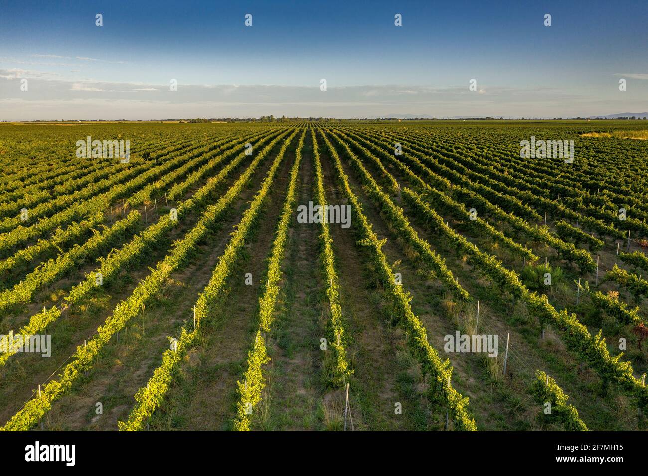 Luftaufnahme der Weinberge von Raimat bei Sonnenaufgang im Sommer (Lleida, Katalonien, Spanien) ESP: Vistas aéreas de los viñedos de Raimat al amanecer (Lérida) Stockfoto