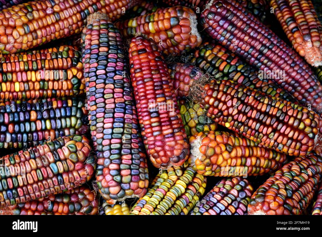 Bunte Maiskolben liegen nebeneinander und Übereinander und bilden einen Hintergrund in Herbst Stockfoto