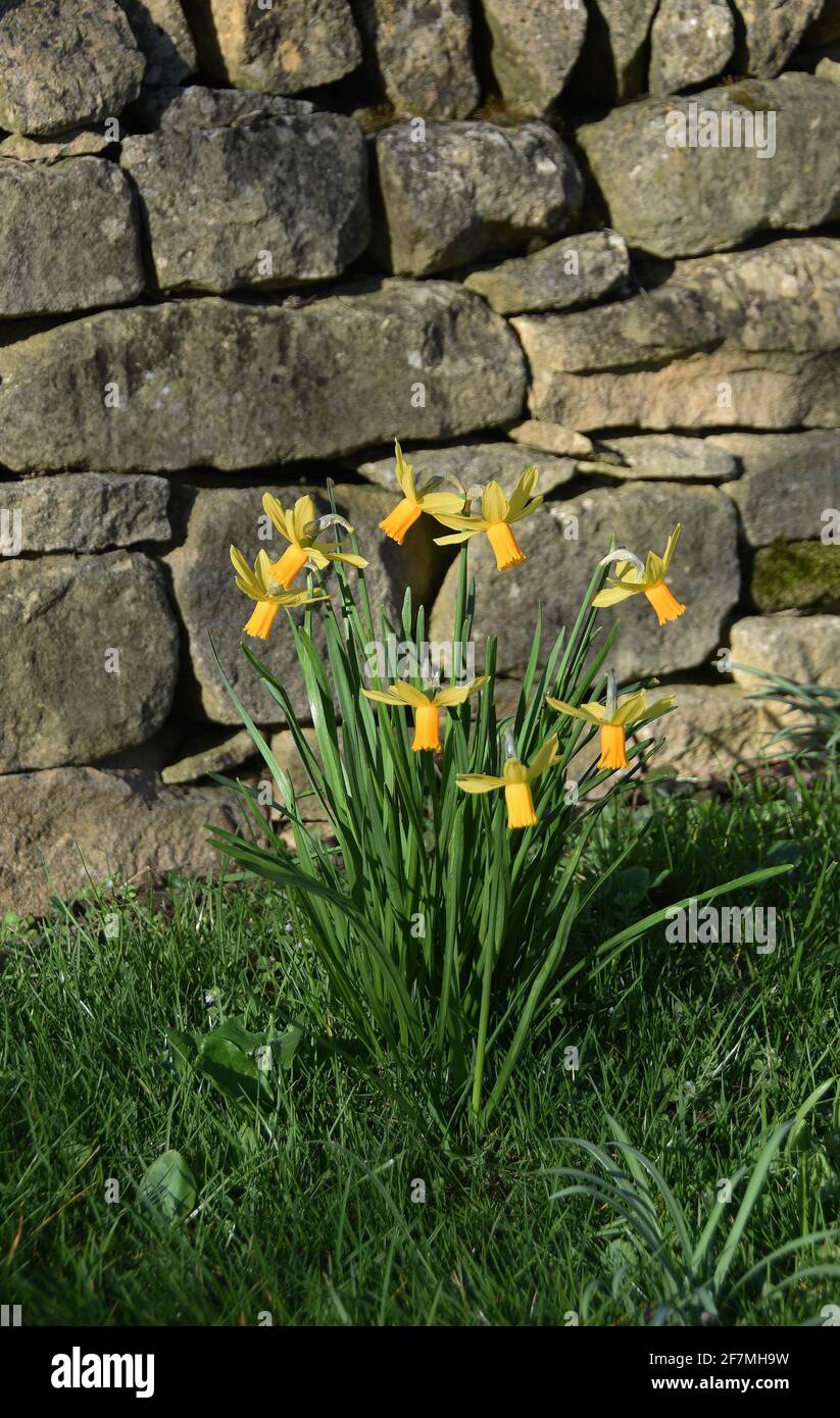 Narcissus ‘Jetfire’ Stockfoto