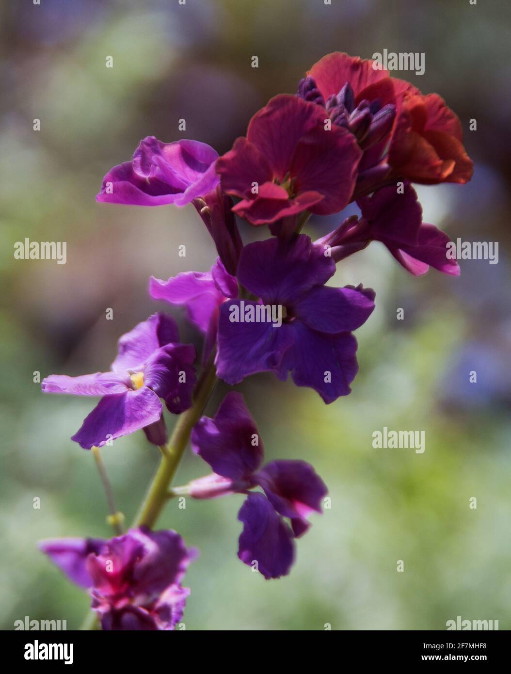 Wegrauke "Chelsea Jacke" Stockfoto