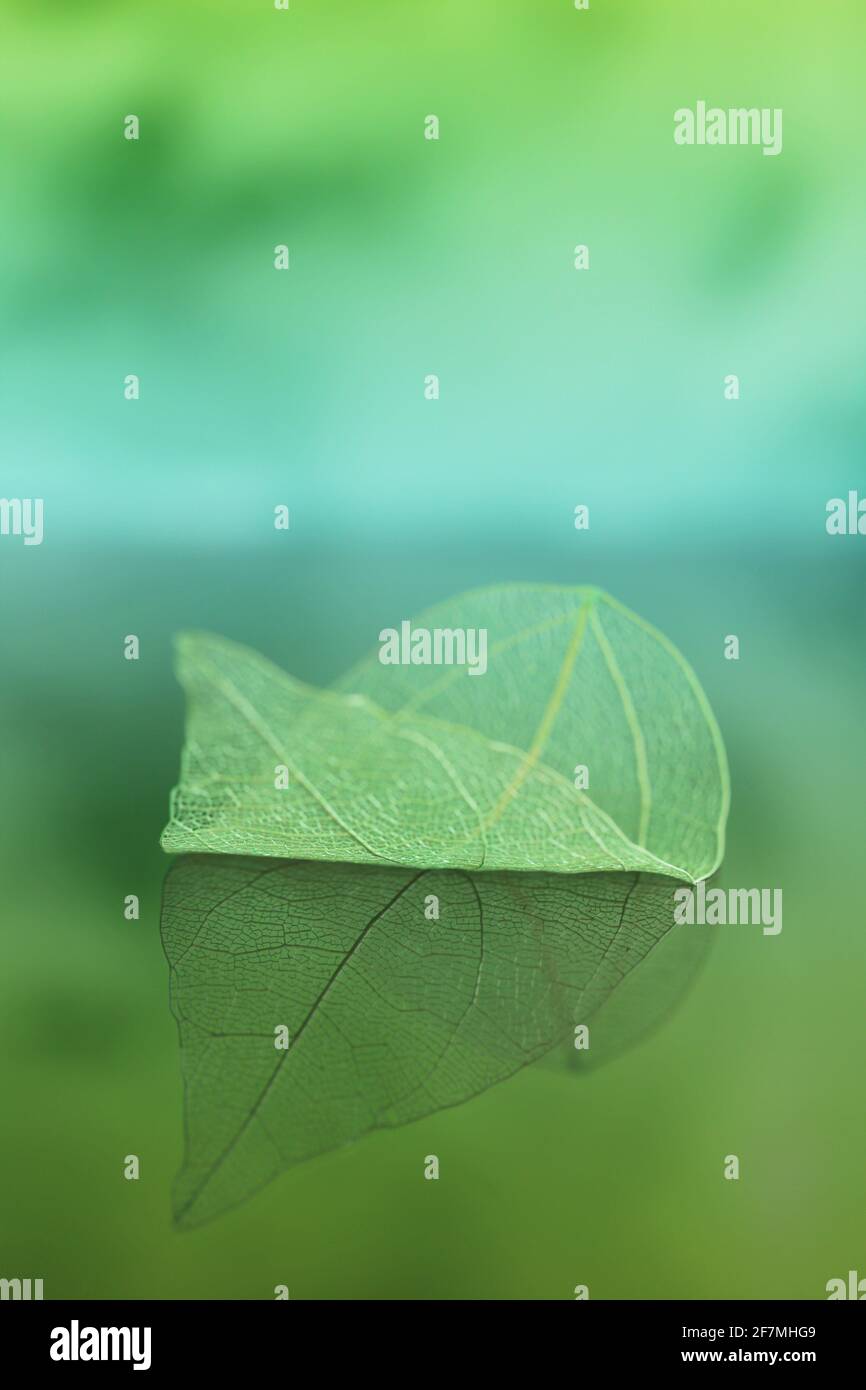 Skelettblatt. Grünes Blatt mit Spiegelung auf einem unscharfen blau-grünen Hintergrund. Wunderschöne Tapete. Natürliche Blattstruktur Stockfoto