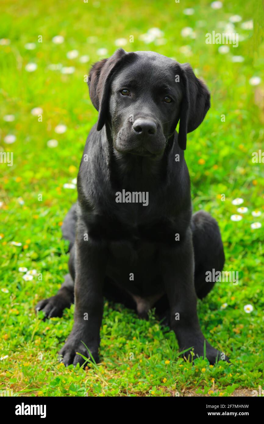 Schwarzer Labrador Welpe auf dem Gras. Glücklicher Hund sitzt im Park. Stockfoto
