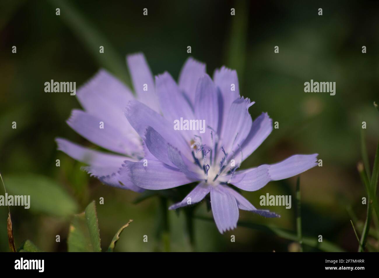 Violette Endive- oder Zichorien-Blume in verschwommenem Hintergrund, Italien Stockfoto