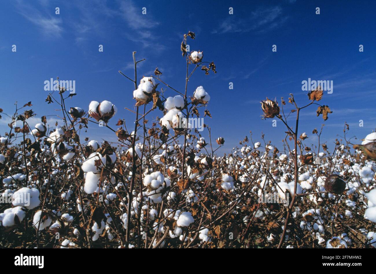 Australien. Landwirtschaft. Kulturpflanzen aus reifer Baumwolle. Stockfoto