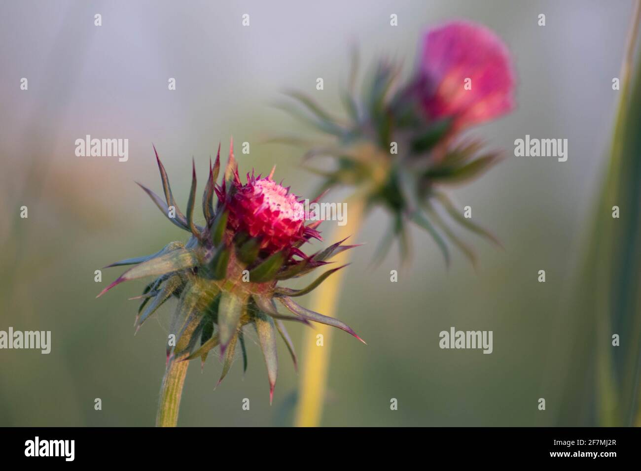 Lila Milchdistel Blume in verschwommenem Hintergrund, Italien Stockfoto